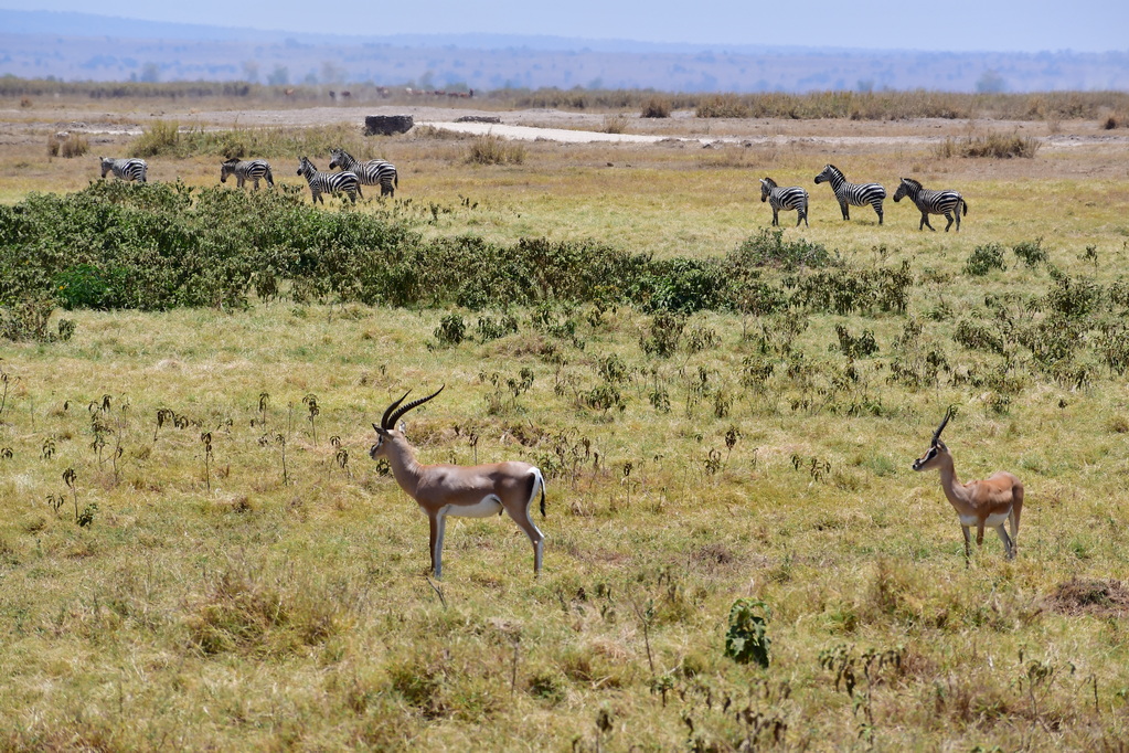Amboseli Nat. Reserve